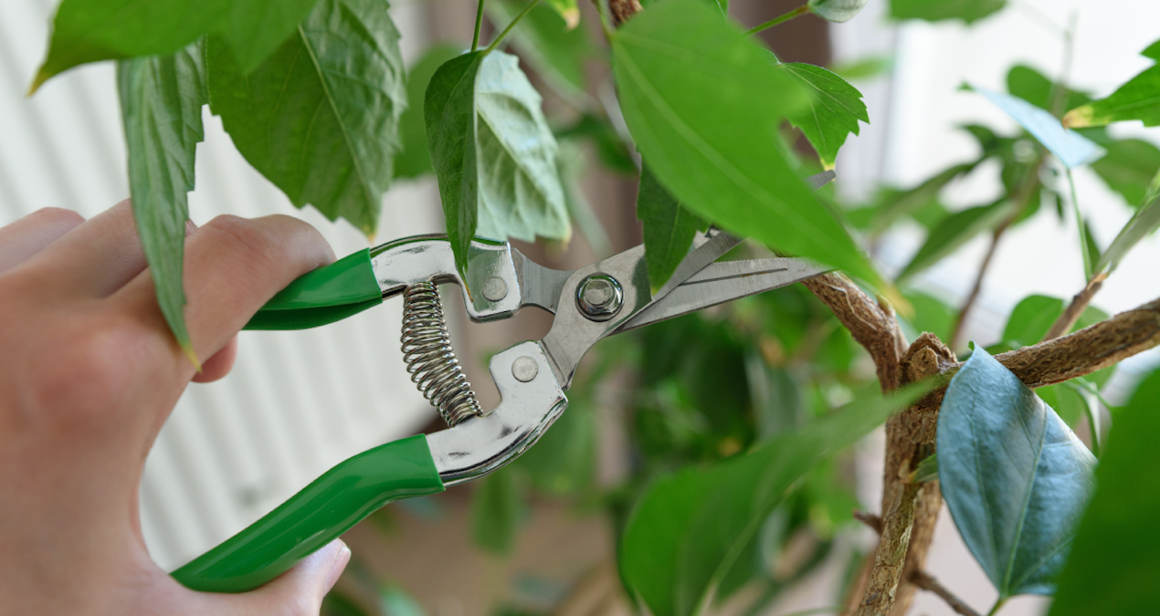 Bir fincanı göbek yağını çatır çatır yakıyor: Yeşil çay değil