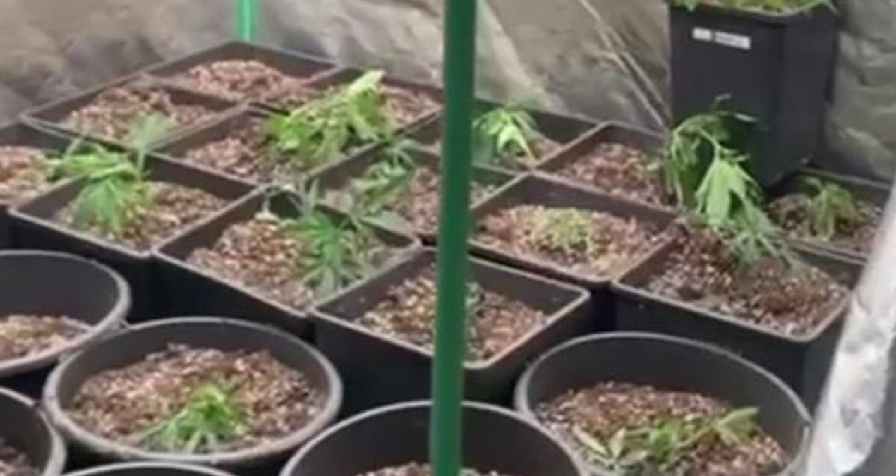 Evinin terasını ‘uyuşturucu’ tarlasına çevirdi