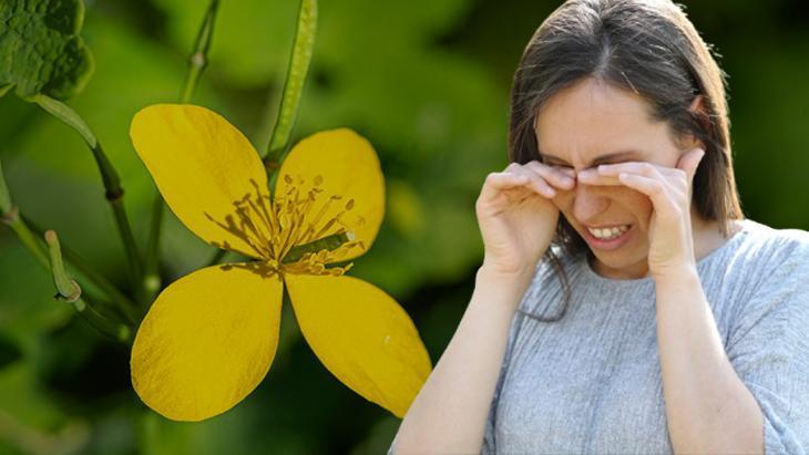 Göze damlatılan kırlangıç otu ne kadar faydalı? Bilimsel gerçek: ‘Geri dönüşü yok’